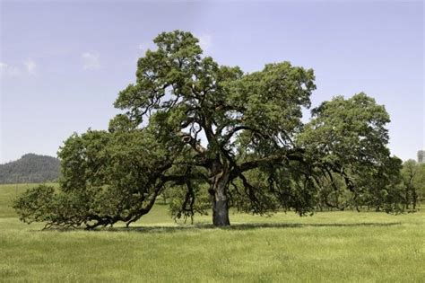 valley oak tree acorns - Superiorly History Photo Exhibition