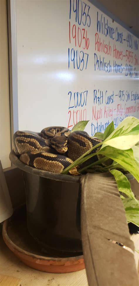 Office snake in plant : r/Sneks