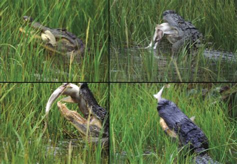 Biologists Surprised by Outcome of Alligator vs. Shark Showdown | Inverse