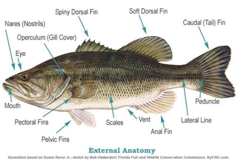 The Internal and External Anatomy of Florida Fish | VISIT FLORIDA ...