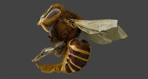 Bee parasite is more werewolf than vampire | Science News for Students