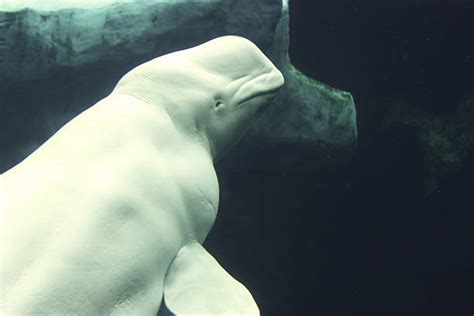 Beluga Whale Teeth Stock Photos, Pictures & Royalty-Free Images - iStock