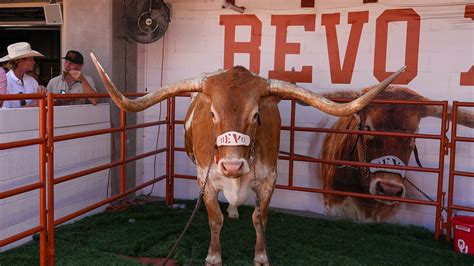 Texas Longhorns' live mascot, Bevo, barred from SEC championship | Fox News