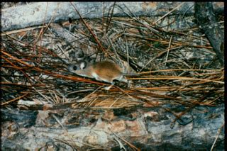 Cotton mouse | Peromyscus gossypinus facts