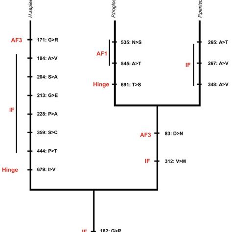 Location and structure of the human progesterone receptor A) Location... | Download Scientific ...