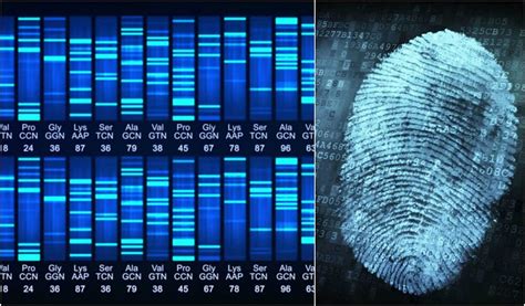 Difference Between Gene Sequencing and DNA Fingerprinting | Gene Sequencing vs DNA Fingerprinting