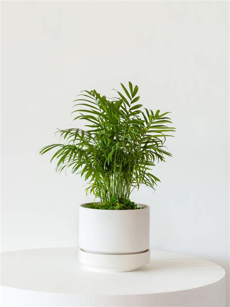 6 Perfect Plants For A Baby’s Nursery — Plant Care Tips and More · La ...