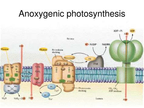 purple bacteria anoxygenic photosynthesis