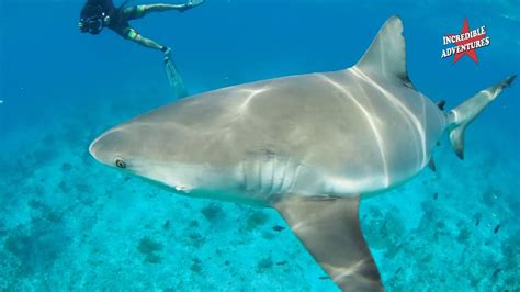 Shark Cage Diving in Bimini with Incredible Adventures - YouTube