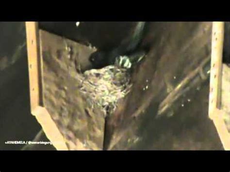 Sarang Burung Sriti Di Dalam Rumah - YouTube