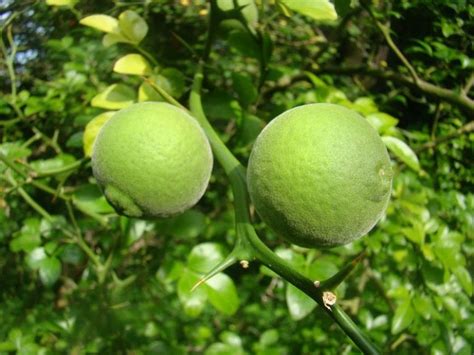 Naranja agria: El fruto ideal en la Península de Yucatán - PorEsto