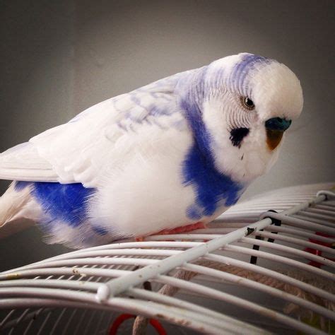 15 Violet Budgies ideas | budgies, budgie parakeet, parakeet