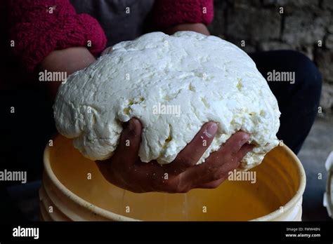 Curdling Milk for elaboration of traditional cheese in Sapalache " Las Huaringas " - HUANCABAMBA ...