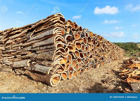 Harvested Cork Oak Bark From The Trunk Of Cork Oak Tree Quercus Suber For Industrial Production ...