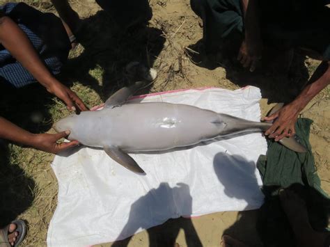 Baby Irrawaddy dolphin ‘electrocuted’ in shock fishing