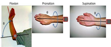 Elbow Range Of Motion Chart