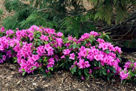 Shrubs That Thrive in the Shade | HGTV