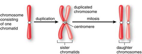 chromatid-and-chromosomes - Study Solutions