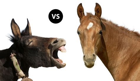 Mule vs Horse for Big-Game Hunting | Field & Stream