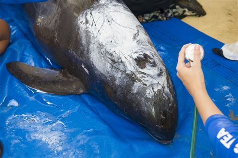 Rare beached Pygmy Killer Whale receives treatment at SeaWorld Orlando