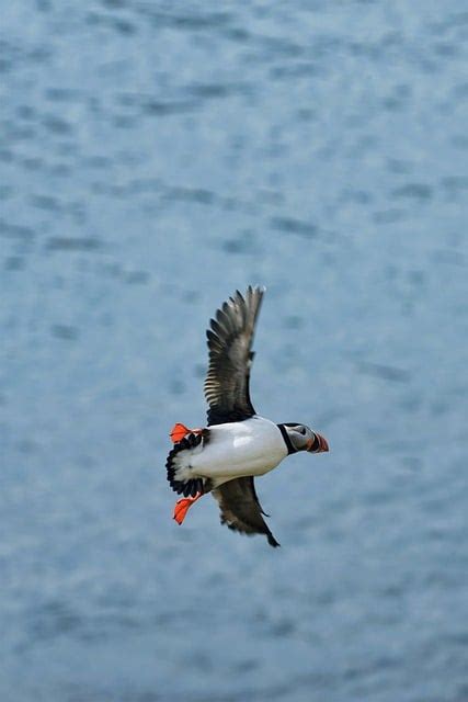 Puffin Bird Flying - Free photo on Pixabay