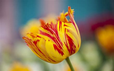 Flower Tulip Spring Yellow Orange wallpaper | 1680x1050 | #22935