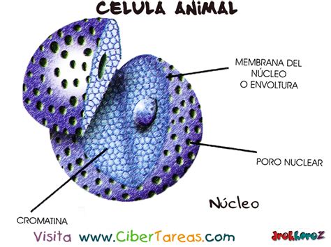 Nucleo Celula Eucariota Animal - SEONegativo.com