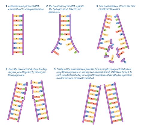 Dna Replication Diagram Labeled