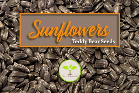 25 Teddy Bear Sunflower Seeds Sunflower Seeds Flower Seeds - Etsy