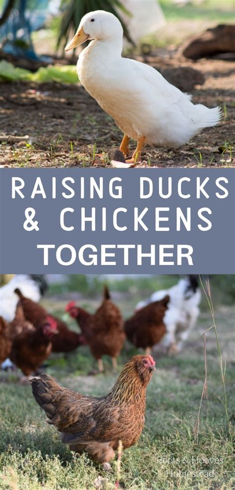 Raising ducks and chickens together – Artofit