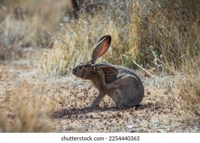 3,469 Cute Jackrabbit Images, Stock Photos & Vectors | Shutterstock