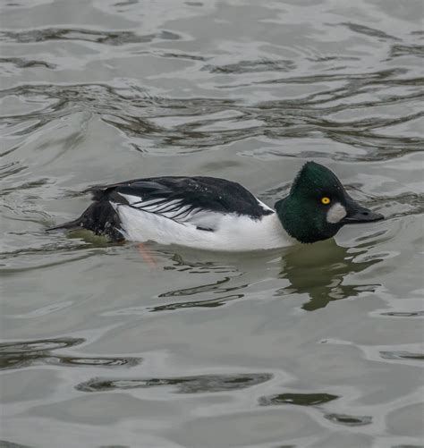 Identification of 9 Diving Duck Species: A Photographic Guide | Miles Hearn