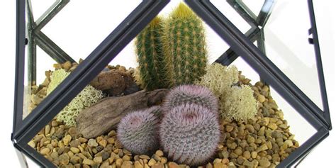 Cactus Care Tips – The Art of Succulents