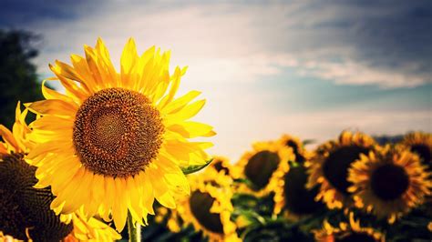 Sunflower Wallpapers | Best Wallpapers