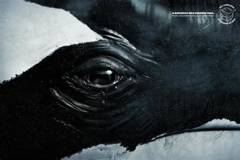 Through the Eye of an Orca | Killer whales, Whale, Sea shepherd