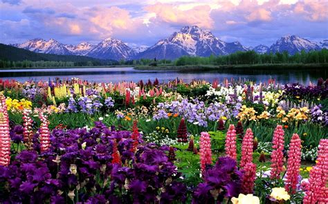 Spring Flowers - Wallpaper, High Definition, High Quality, Widescreen