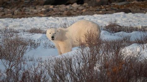 More interactions between humans and polar bears are likely as sea ice melts due to climate ...