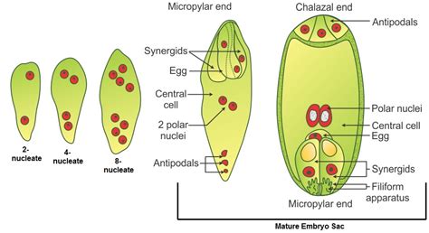 Plant Cell Reproduction : Mitosis -cell reproduction : The female ...