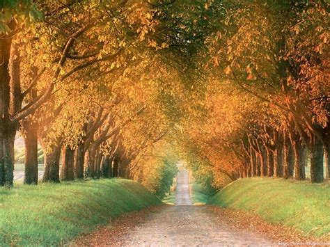 The World's Most Beautiful Trees | Beautiful nature, Tree tunnel, Scenery