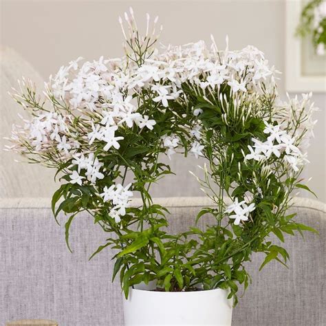 Jasminum Polyanthum (Jasmine) Guide Our House Plants, 48% OFF