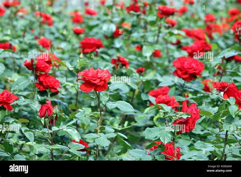 red roses flower garden spring season Stock Photo - Alamy