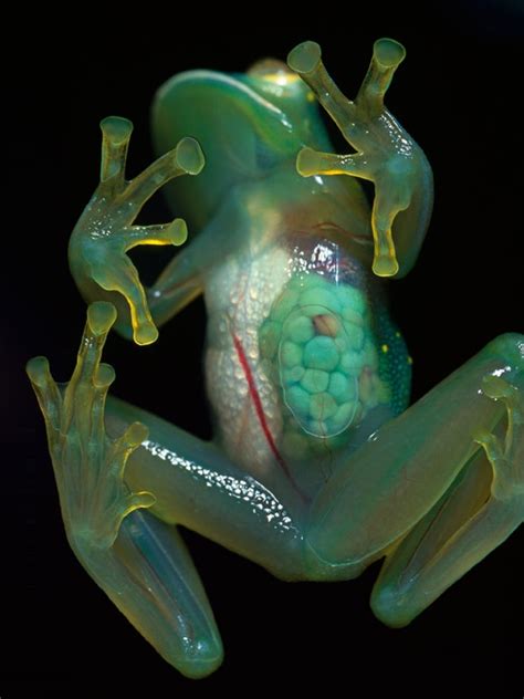 The Animal Kingdom's Most Fascinatingly Bizarre Color Mutations