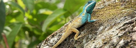 The Reptiles of Vietnam – Lizards, Crocodiles, Turtles, and Snakes