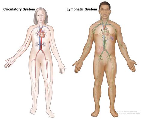 Immunotherapy for Lymphoma - Cancer Research Institute