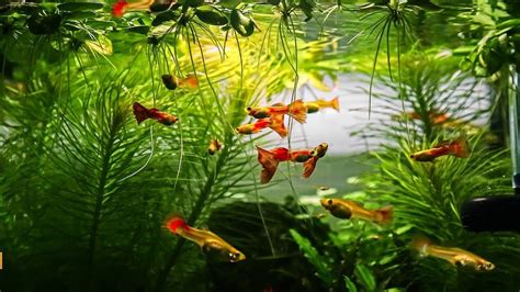 How to Setup The Perfect Guppy Aquarium! – Canada Guppies