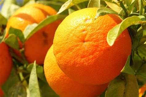 File:„Orange Frucht fruit Cyprus PICT8063.JPG - Wikimedia Commons