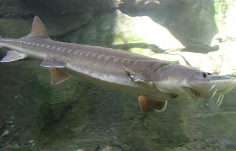 Endangered Status of Atlantic Sturgeon Up For Review | 98.9 WCLZ