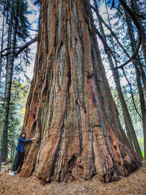 Sequoia & Kings Canyon National Parks - THE VAGABOND WAYFARER | Kings canyon, Kings canyon ...