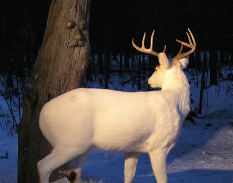 The Beautiful White Deer of Boulder Junction - lifeinthenorthwoods