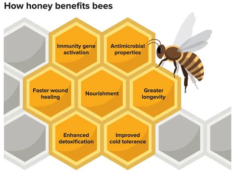 Honey Has Numerous Health Benefits for Bees | Smithsonian